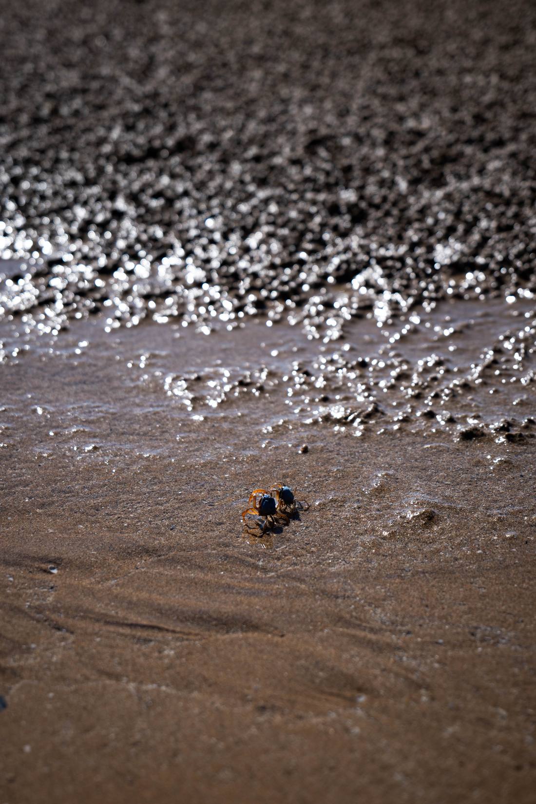 Two tiny crabs meeting on sunlit wet sand at low tide