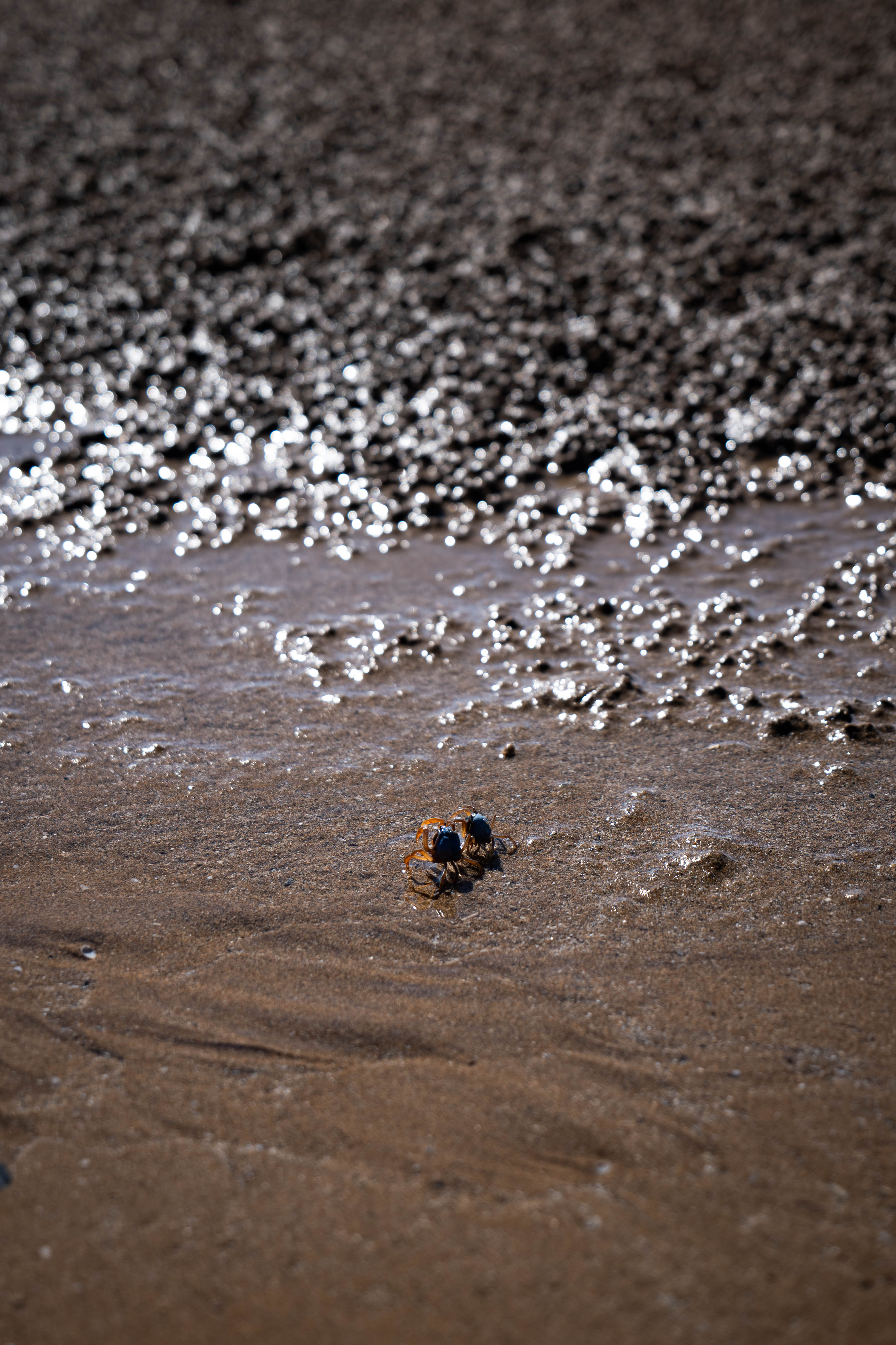 Two tiny crabs meeting on sunlit wet sand at low tide
